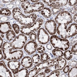 BPHL Polyclonal Antibody:Antibodies, Polyclonal