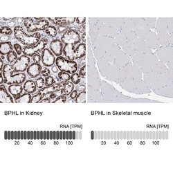 BPHL Polyclonal Antibody:Antibodies, Polyclonal