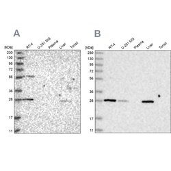 BPHL Polyclonal Antibody:Antibodies, Polyclonal