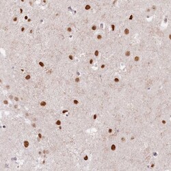 Invitrogen ARGBP2 Polyclonal Antibody 100 &mu;L; Unconjugated:Antibodies,