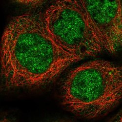 Invitrogen EPC2 Polyclonal Antibody 100 &mu;L; Unconjugated:Antibodies,