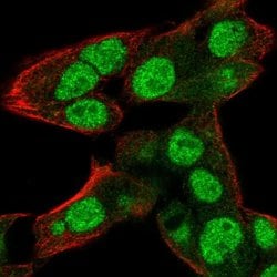 Invitrogen RNPEPL1 Polyclonal Antibody 100 &mu;L; Unconjugated:Antibodies,