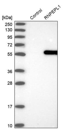 Invitrogen RNPEPL1 Polyclonal Antibody 100 &mu;L; Unconjugated:Antibodies,