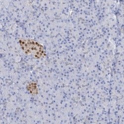 Invitrogen Nkx6.1 Polyclonal Antibody 100 &mu;L | Buy Online | Invitrogen&trade; | Fisher Scientific