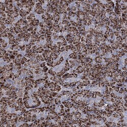 Invitrogen C5orf42 Polyclonal Antibody 100 μL; Unconjugated:Antibodies,