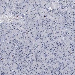 Invitrogen HAT1 Polyclonal Antibody 100 &mu;L; Unconjugated:Antibodies,