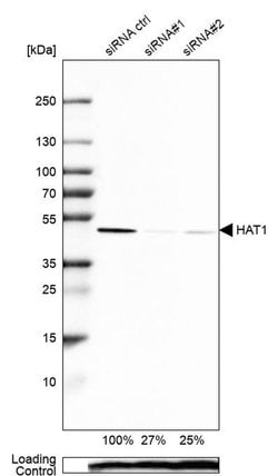 Invitrogen HAT1 Polyclonal Antibody 100 &mu;L; Unconjugated:Antibodies,
