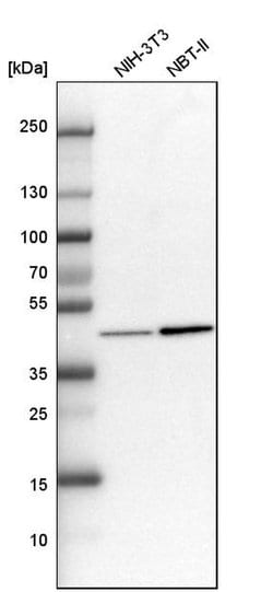 Invitrogen HAT1 Polyclonal Antibody 100 &mu;L; Unconjugated:Antibodies,