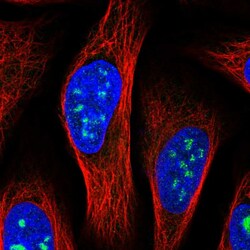 Invitrogen MED12L Polyclonal Antibody 100 &mu;L; Unconjugated:Antibodies,
