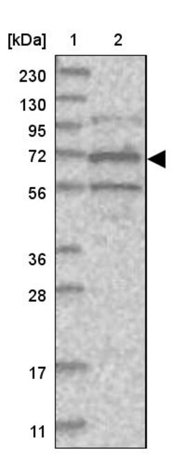 Invitrogen SOWAHB Polyclonal Antibody 100 &mu;L; Unconjugated:Antibodies,
