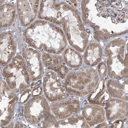 Invitrogen COPB2 Polyclonal Antibody 100 &mu;L; Unconjugated:Antibodies,