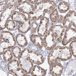 Invitrogen CWF19L1 Polyclonal Antibody 100 &mu;L; Unconjugated:Antibodies,