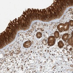 Invitrogen KIAA0232 Polyclonal Antibody 100 &mu;L; Unconjugated:Antibodies,