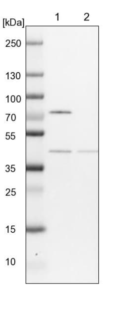 Invitrogen COPS4 Polyclonal Antibody 100 &mu;L; Unconjugated:Antibodies,