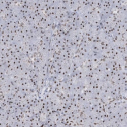 Invitrogen DCLRE1A Polyclonal Antibody 100 &mu;L; Unconjugated:Antibodies,