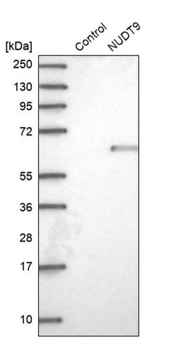 Invitrogen NUDT9 Polyclonal Antibody 100 &mu;L; Unconjugated:Antibodies,