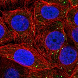 Invitrogen PSMD6 Polyclonal Antibody 100 &mu;L; Unconjugated:Antistoffer