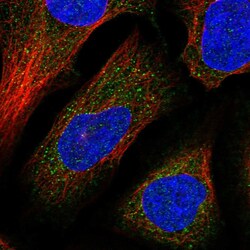 Invitrogen DNAJC13 Polyclonal Antibody 100 &mu;L; Unconjugated:Antibodies,