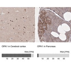 Invitrogen OPA1 Polyclonal Antibody 100 &mu;L; Unconjugated:Antibodies,