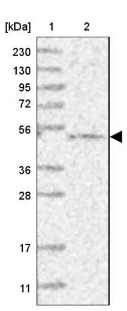 Invitrogen BITE Polyclonal Antibody 100 &mu;L; Unconjugated:Antikörper