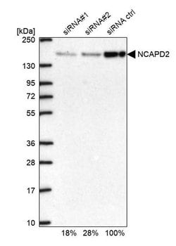 Invitrogen NCAPD2 Polyclonal Antibody 100 &mu;L; Unconjugated:Antibodies,