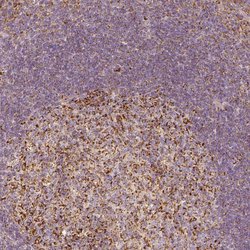 Invitrogen PGAM5 Polyclonal Antibody 100 &mu;L; Unconjugated:Anticuerpos