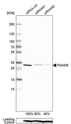 Invitrogen PGAM5 Polyclonal Antibody 100 &mu;L; Unconjugated:Anticuerpos