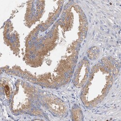 Invitrogen GRINA Polyclonal Antibody 100 &mu;L; Unconjugated:Antibodies,