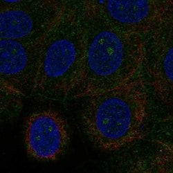 Invitrogen GRINA Polyclonal Antibody 100 &mu;L; Unconjugated:Antibodies,