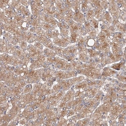 Invitrogen GRINA Polyclonal Antibody 100 &mu;L; Unconjugated:Antibodies,
