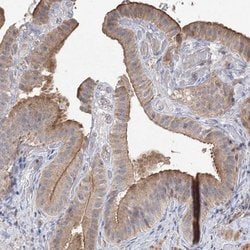Invitrogen GRINA Polyclonal Antibody 100 &mu;L; Unconjugated:Antibodies,