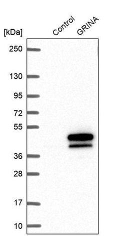 Invitrogen GRINA Polyclonal Antibody 100 &mu;L; Unconjugated:Antibodies,