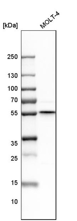 Invitrogen GRSF1 Polyclonal Antibody 100 &mu;L | Buy Online | Invitrogen&trade; | Fisher Scientific