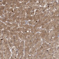 Invitrogen RNF7 Polyclonal Antibody 100 &mu;L; Unconjugated:Antibodies,