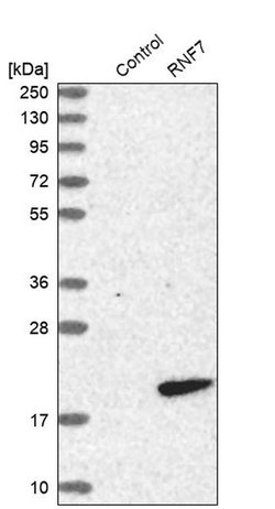 Invitrogen RNF7 Polyclonal Antibody 100 &mu;L; Unconjugated:Antibodies,