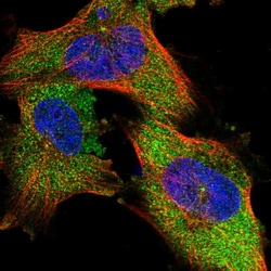 Invitrogen NIT2 Polyclonal Antibody 100 &mu;L; Unconjugated:Antibodies,