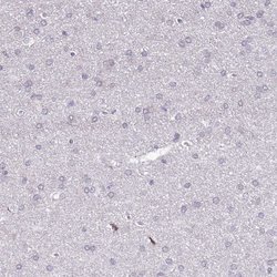 Invitrogen BANK1 Polyclonal Antibody 100 &mu;L; Unconjugated:Antibodies,