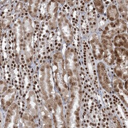 Invitrogen CGGBP1 Polyclonal Antibody 100 &mu;L; Unconjugated:Antibodies,