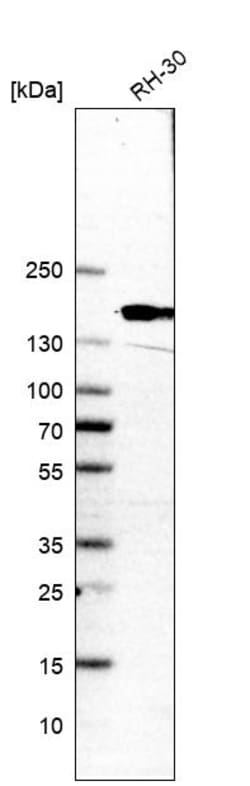 Invitrogen NCAPD2 Polyclonal Antibody 100 &mu;L | Buy Online | Invitrogen&trade; | Fisher Scientific