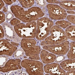 Invitrogen Arfaptin 1 Polyclonal Antibody 100 &mu;L; Unconjugated:Antibodies,