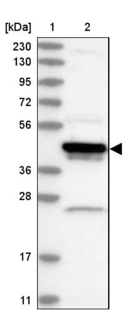 Invitrogen Arfaptin 1 Polyclonal Antibody 100 &mu;L; Unconjugated:Antibodies,