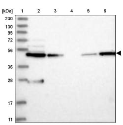 Invitrogen WDR37 Polyclonal Antibody 100 &mu;L; Unconjugated:Antibodies,