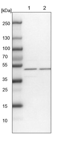 Invitrogen WDR37 Polyclonal Antibody 100 &mu;L; Unconjugated:Antibodies,