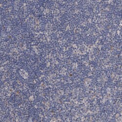 Invitrogen ARL13A Polyclonal Antibody 100 &mu;L; Unconjugated:Antibodies,