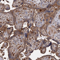 Invitrogen ARL13A Polyclonal Antibody 100 &mu;L; Unconjugated:Antibodies,