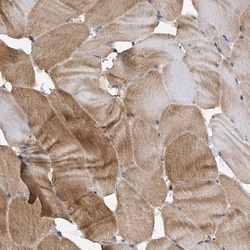 Invitrogen ARL13A Polyclonal Antibody 100 &mu;L; Unconjugated:Antibodies,