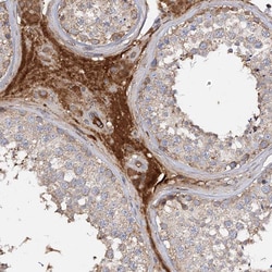 Invitrogen ARL13A Polyclonal Antibody 100 &mu;L; Unconjugated:Antibodies,