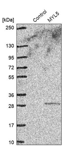 Invitrogen MYL5 Polyclonal Antibody 100 &mu;L; Unconjugated:Antibodies,