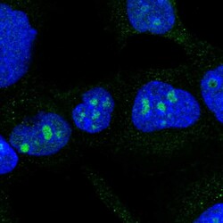 DDX50 Polyclonal Antibody:Antibodies, Polyclonal