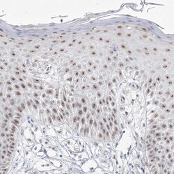 DDX50 Polyclonal Antibody:Antibodies, Polyclonal